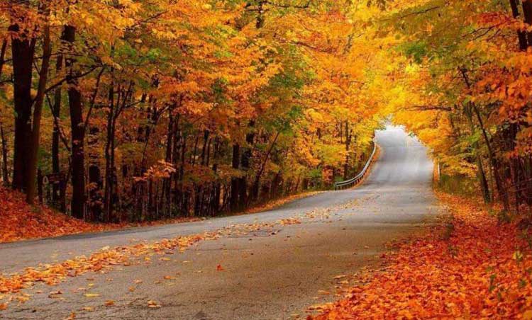 عکس جنگل پاییزی شمال