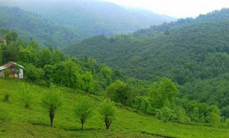 عکس طبیعت شمال گیلان