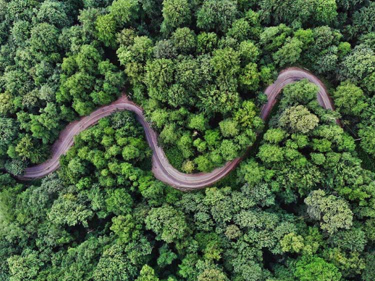 عکس خفن عکس جنگل پاییزی شمال